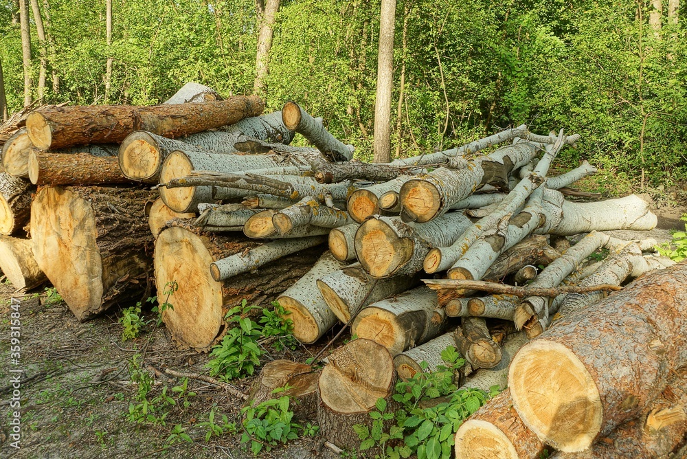 a pile of cut logs of trees from poplars and pines in nature in the forest a pile of cut logs of trees from poplars and pines in nature in the forest