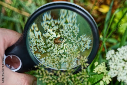black magnifier in hand magnifies brown little may bug sitting on a white flower in nature