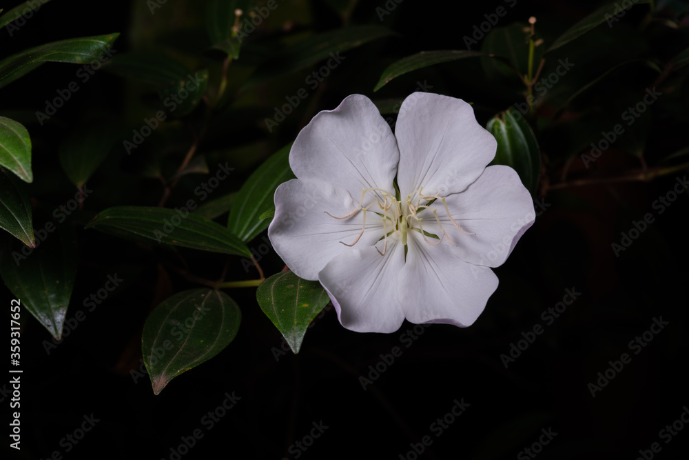 Obraz premium Flor branca manacá da serra