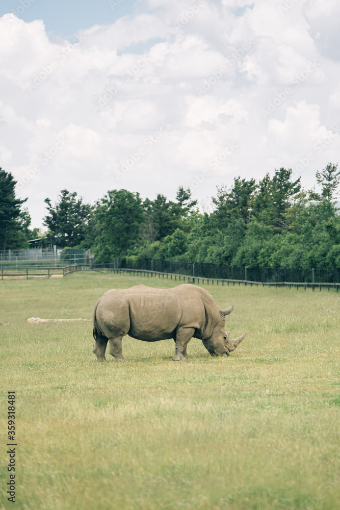 Naklejka premium Toronto Zoo Afternoon