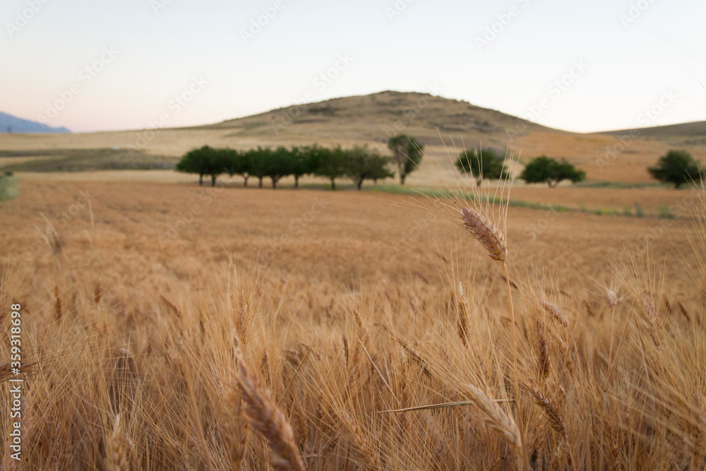 a wheat field in the late summer