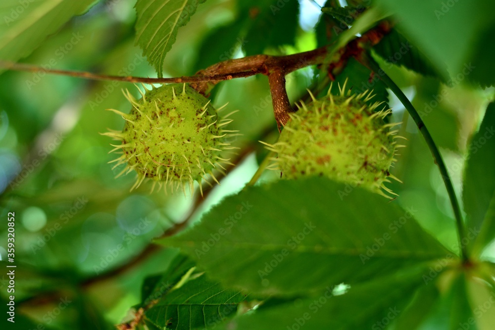 frutos del castaño de indias, Aesculus hippocastanum frutos del castaño de indias, Aesculus hippocastanum