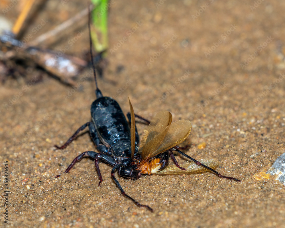 Whip Scorpion is an arachnid, related but not a true scorpion. A nocturnal predator very useful in controlling cockroach and termite population, the latter here been consumed. Nicknamed Vinegaroo. Whip Scorpion is an arachnid, related but not a true scorpion. A nocturnal predator very useful in controlling cockroach and termite population, the latter here been consumed. Nicknamed Vinegaroo.