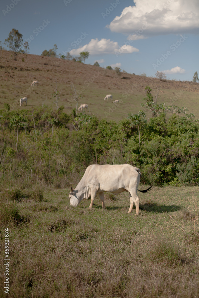 Obraz premium cows in the mountains