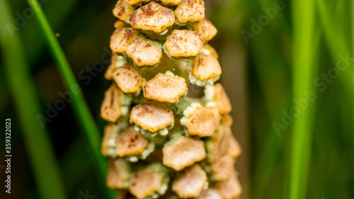 Horsetail or Pusher, a species of perennial herbaceous plants of the genus Horsetail family Equisetaceae, close-up, the concept of the beauty of nature, macro and background