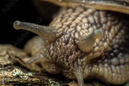 portrait of a snail, snail skin texture, Gastropoda class of Mollusca, macro, supermacro, in natural habitat, snail skin texture