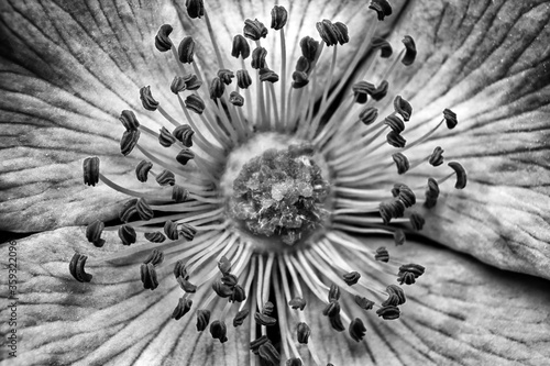 Rosa canina, black and white closeup flower photography, super macro, flower testure, background