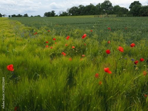 A farm field with cornflowers  Centaurea cyanus  and red poppies  rapaver rhoeas 