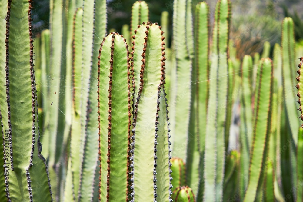 Close up of succulent green cactus at botanical garden Close up of succulent green cactus at botanical garden
