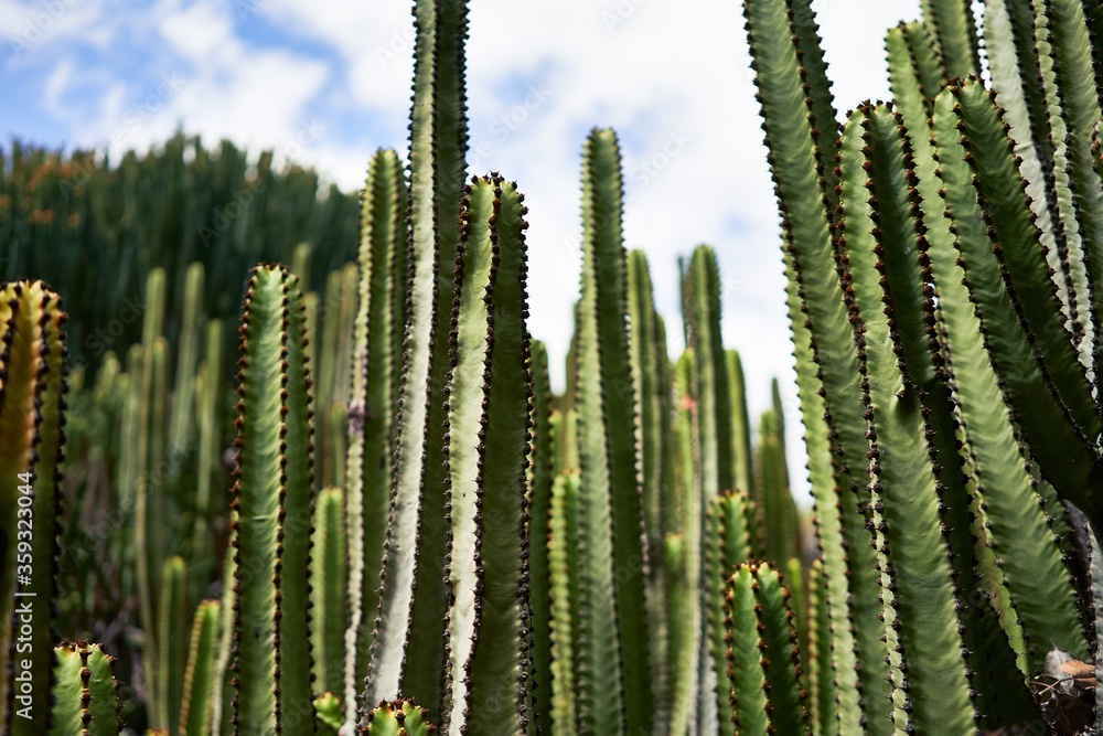 Close up of succulent green cactus at botanical garden Close up of succulent green cactus at botanical garden