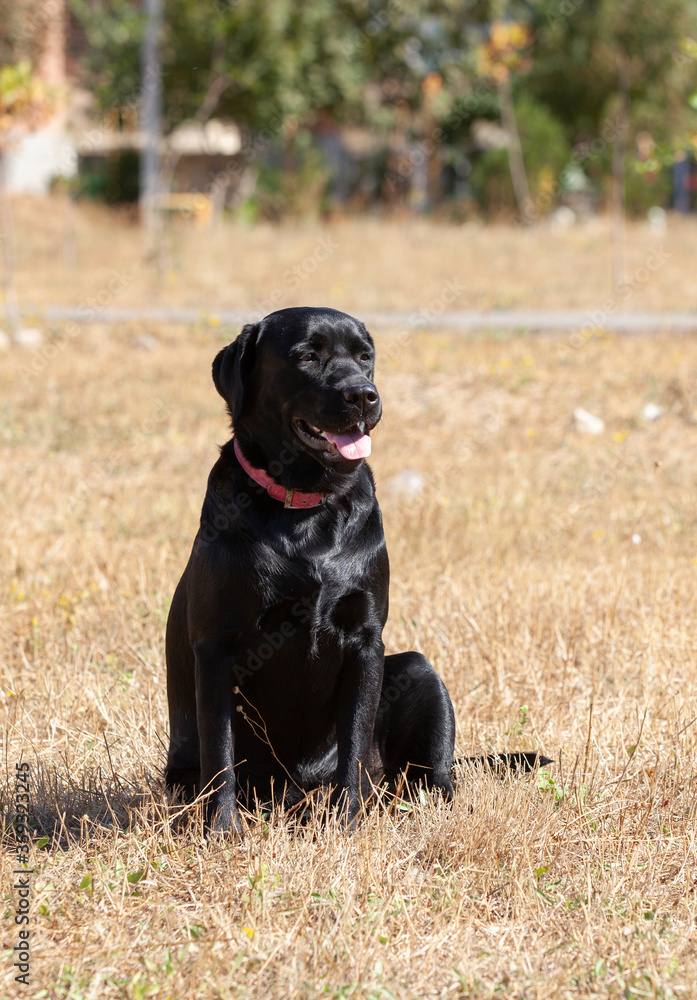 labrador retriever on nature labrador retriever on nature