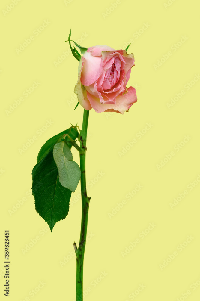 Obraz premium faded pink rose on a yellow background
