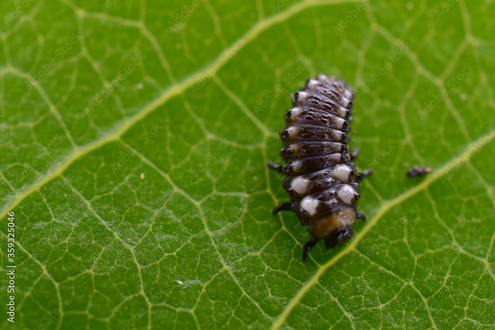Macro of a cottonwood leaf beetle larva. Macro of a cottonwood leaf beetle larva.