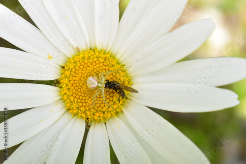 A crab spider holds a freshly killed fly caught on a yellow and white daisy blossom.