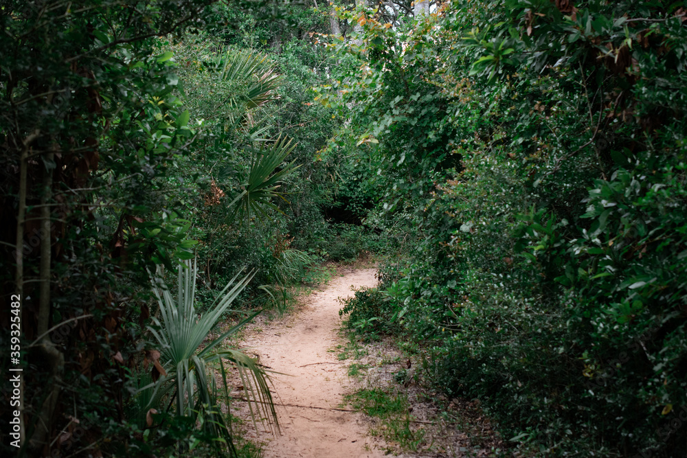 Fototapeta premium forest path