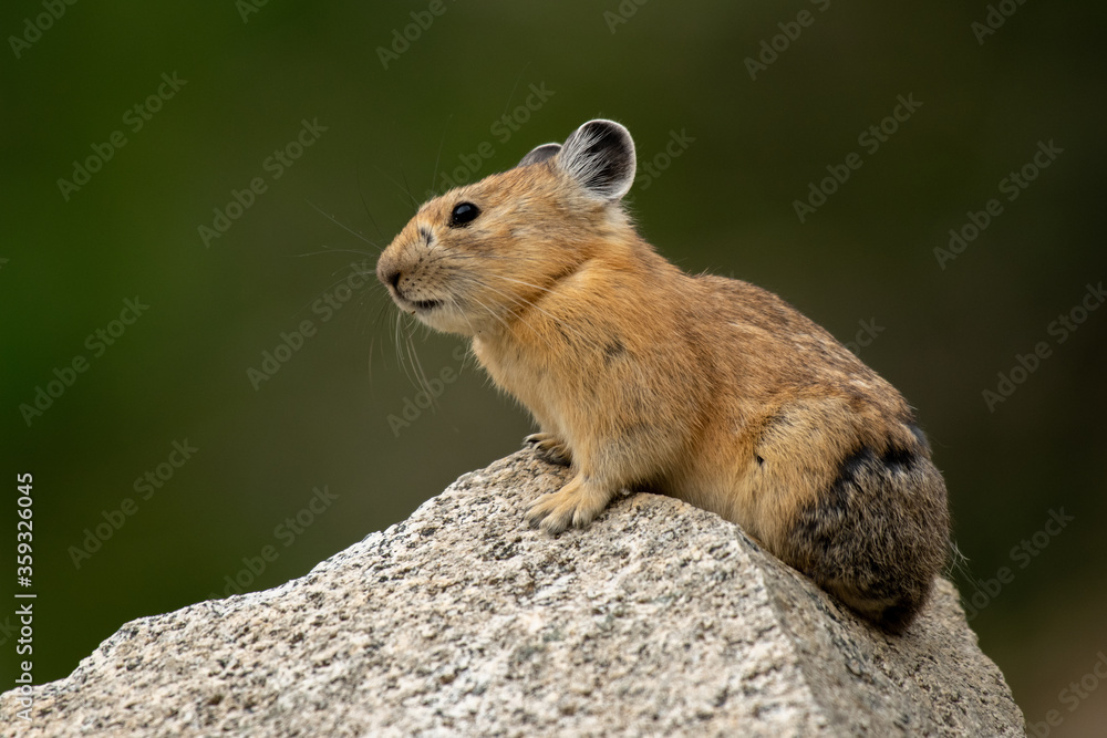 Naklejka premium American Pika