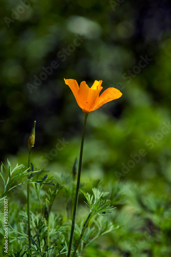orange flower in the flowerbed