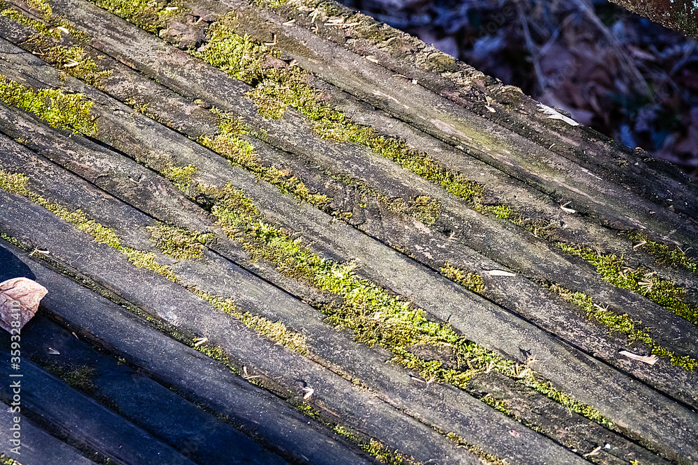 moss in old wood cracks