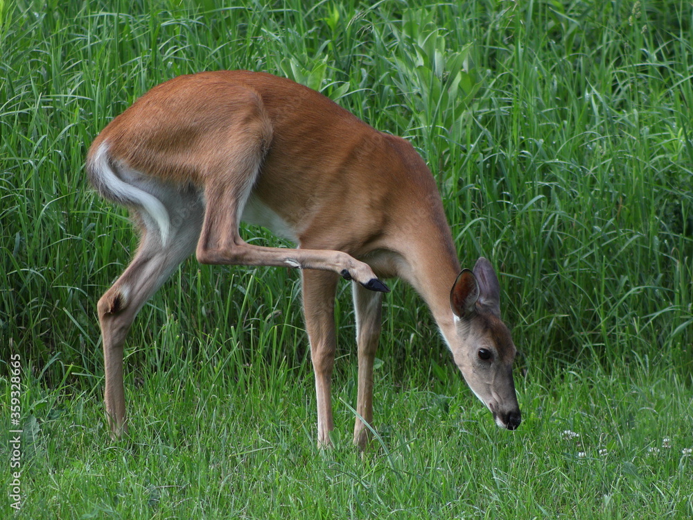 White-tailed deer (Odocoileus virginianus) in a meadow scratching herself during summer in Wisconsin
White-tailed deer (Odocoileus virginianus) in a meadow scratching herself during summer in Wisconsin