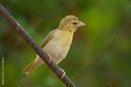 Arabian golden sparrow
