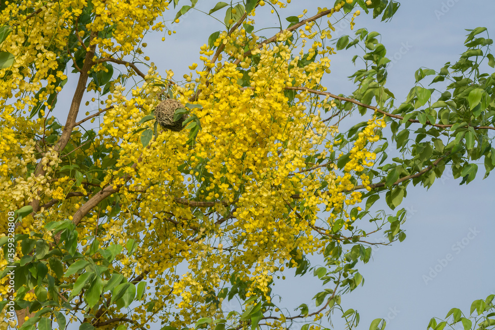 Golden shower flower