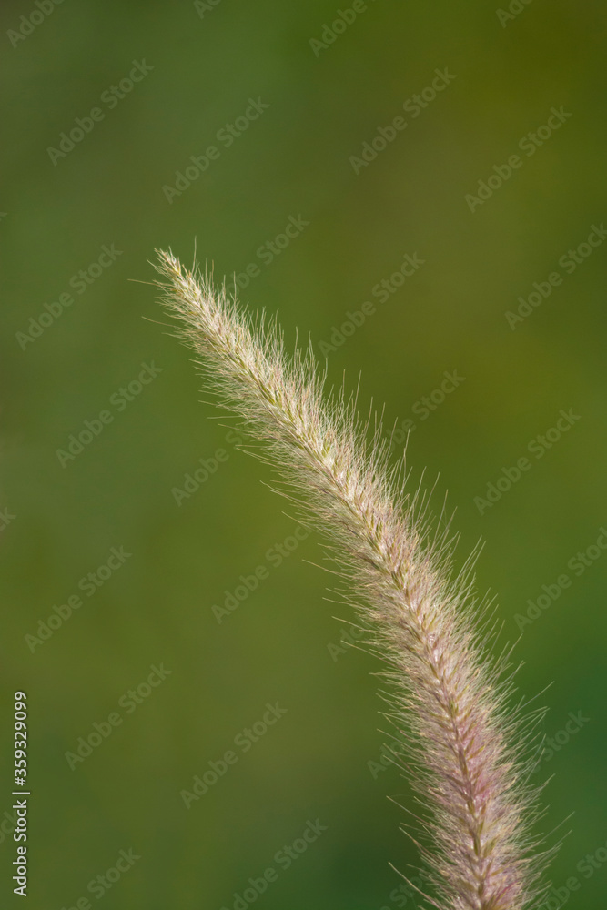 grass flower grass flower