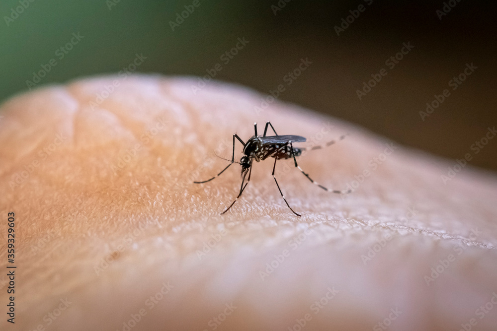 Aedes aegypti mosquito biting human skin. Transmitter of various diseases such as dengue fever, zika virus and chikungunya fever. João Pessoa, Paraiba, Brazil on June 20, 2020. Aedes aegypti mosquito biting human skin. Transmitter of various diseases such as dengue fever, zika virus and chikungunya fever. João Pessoa, Paraiba, Brazil on June 20, 2020.