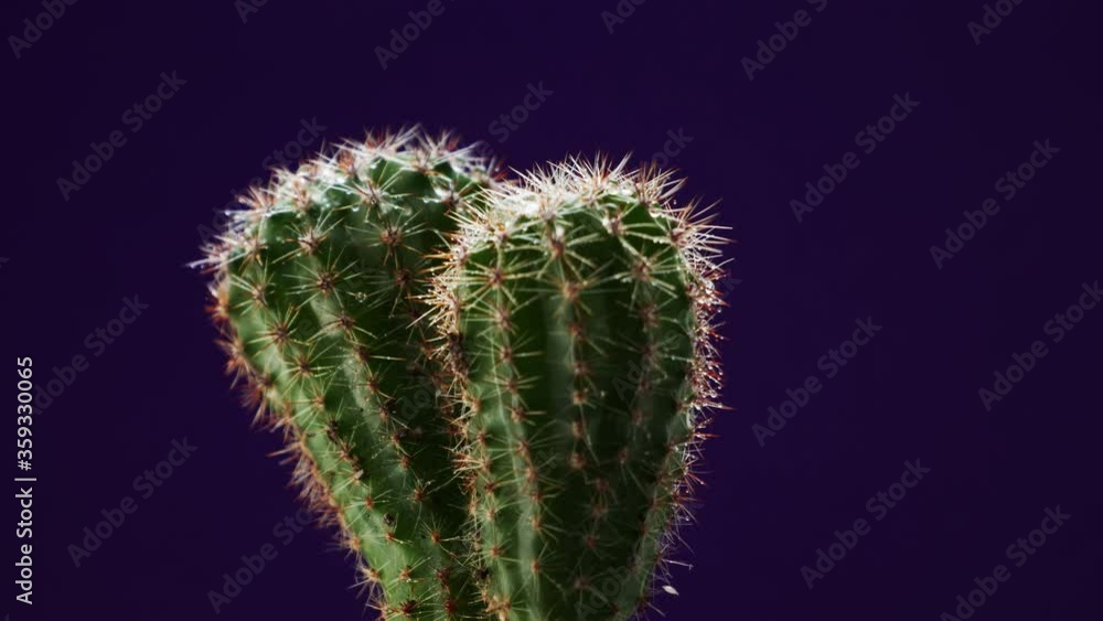 Cactus smooth rotation on dark blue background Cactus smooth rotation on dark blue background