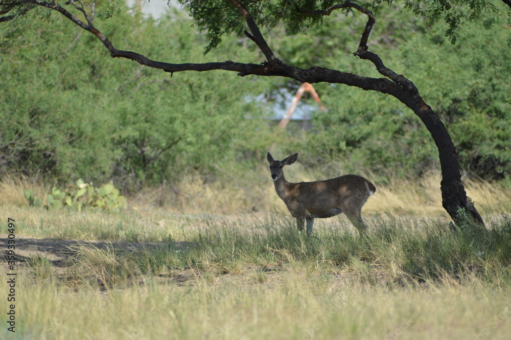 Naklejka premium deer in the wild