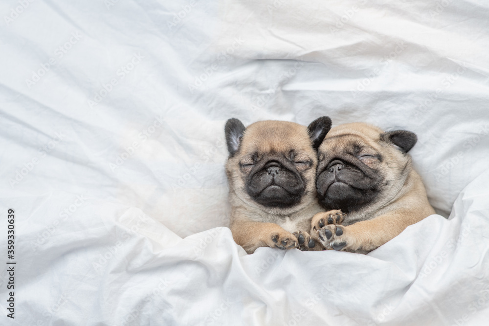 Two cute Pug puppies sleep together  on a bed under blanket at home. Top view. Empty space for text