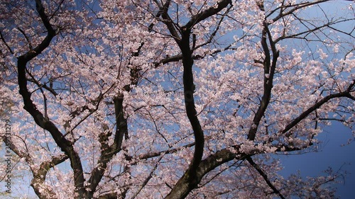 Japanese cherry blossoms 1