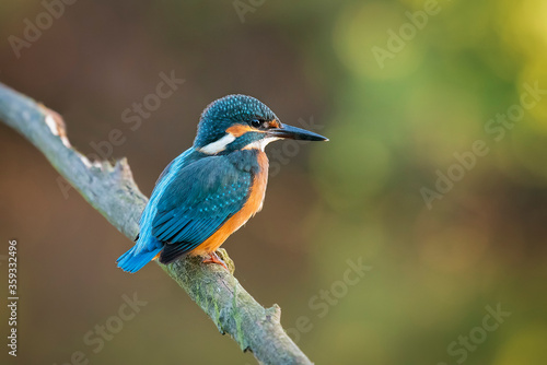 Fotografie, Obraz Kingfisher perched on a gray foggy branch background