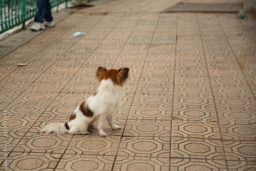 A small dog sitting on the street beside west lake in Hanoi, Vietnam