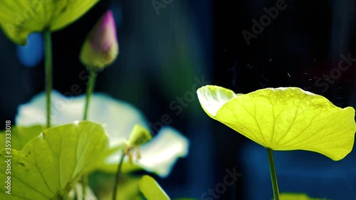 an ornamental aquatic plant with large round floating leaves and large, typically cup-shaped, floating flowers.