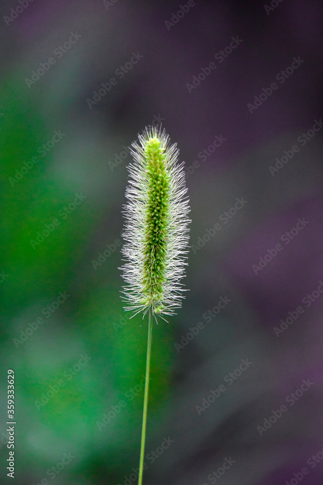 Obraz premium close up of flower