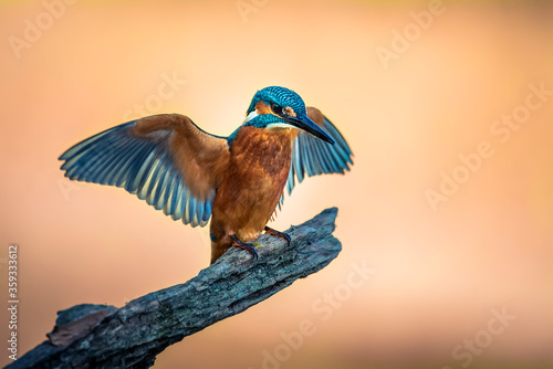 фотографія Kingfisher perched on a gray foggy branch background