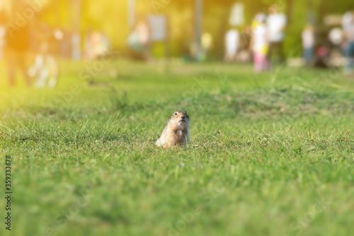 a wild gopher stands in a clearing in a city Park against the background of people walking in Sunny summer