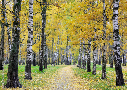Birch trees in golden foliage in October park