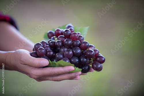 Grapes on the hand