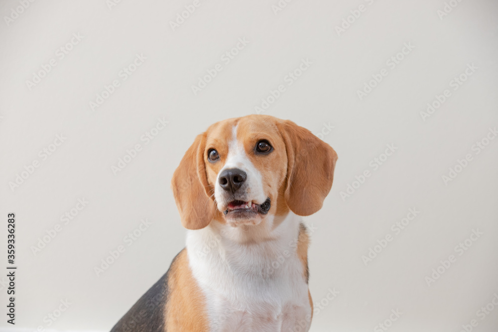 Beagle dog isolated on white background and close-up indoors young cute.