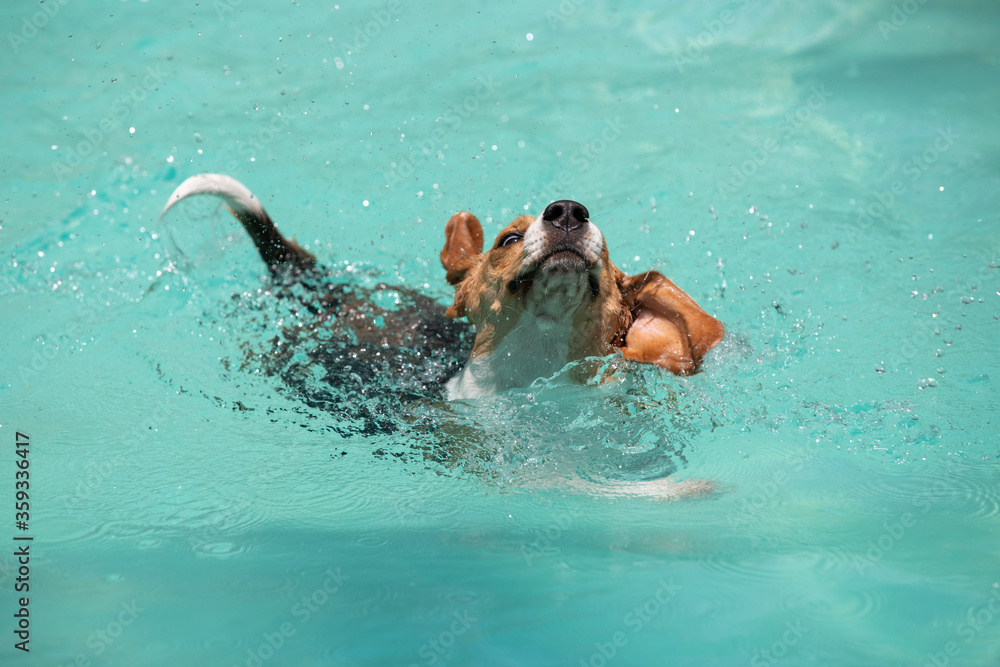 Beagle dog swimming and playing in the pool play with fun - jumping and diving deep down. Activities and games with family pets and popular dog on summer holiday.