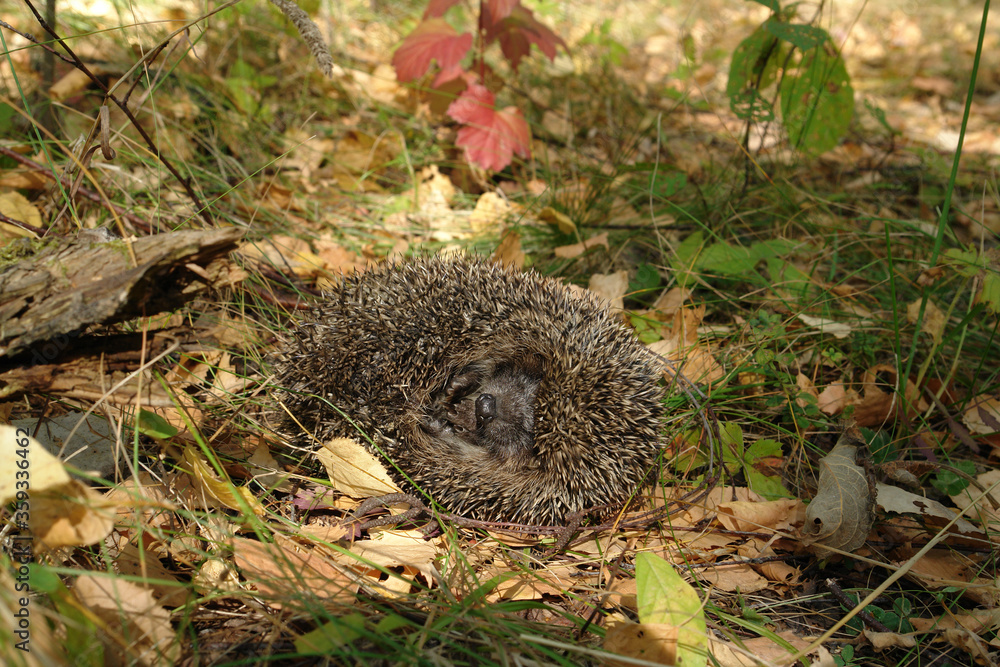 A close up of common hedgehog (Erinaceus europaeus), curled up into a ball. A hedgehog, lying on the side among a dry fallen leaves on a glade in the forest on a sunny autumn day A close up of common hedgehog (Erinaceus europaeus), curled up into a ball. A hedgehog, lying on the side among a dry fallen leaves on a glade in the forest on a sunny autumn day