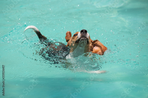 Beagle dog swimming and playing in the pool play with fun - jumping and diving deep down. Activities and games with family pets and popular dog on summer holiday.