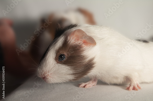 Guinea pig, guinea pig or guinea pig looking at the camera