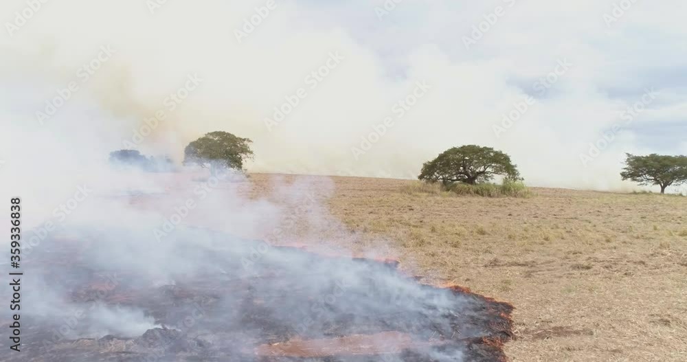 Dry grass burns, natural disaster. Aerial view. A large burnt field covered in black soot. Great smoke from burning places. Brazil. Sugar cane plantation. 4K. Dry grass burns, natural disaster. Aerial view. A large burnt field covered in black soot. Great smoke from burning places. Brazil. Sugar cane plantation. 4K.