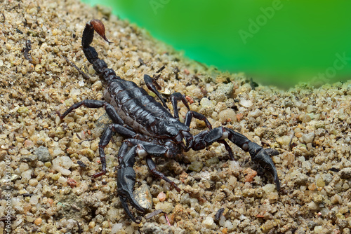Asian Forest Scorpion on sand  in tropical garden 