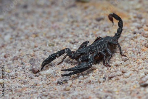 Asian Forest Scorpion on sand  in tropical garden 