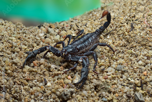 Asian Forest Scorpion on sand  in tropical garden 