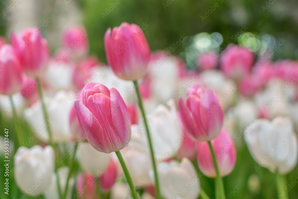 Pink and white tulips blooming in the winter on blurred background.