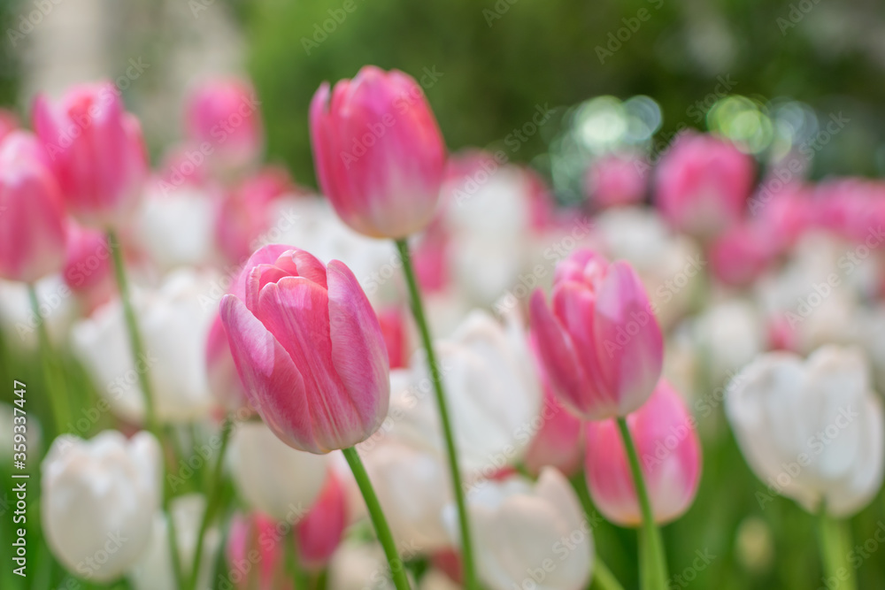 Pink and white tulips blooming in the winter on blurred background. Pink and white tulips blooming in the winter on blurred background.